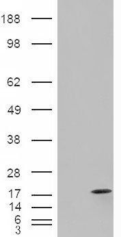 Goat anti-FABP2 Antibody