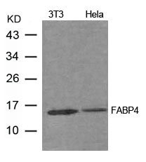 FABP4 antibody