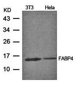 FABP4 Antibody
