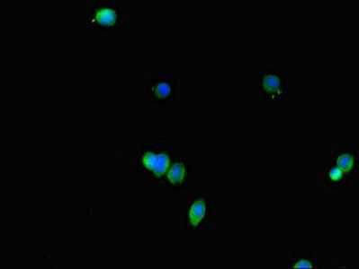 FABP7 Antibody