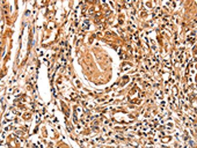 FABP7 Antibody