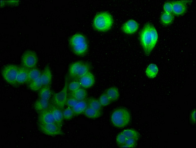 FABP9 antibody