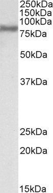 Goat anti-FACL4 / ACSL4 Antibody