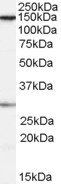 Goat anti-FACT / SUPT16H Antibody