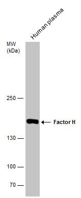 Factor H Rabbit Polyclonal Antibody