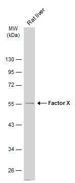 Factor X Rabbit Polyclonal Antibody