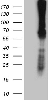 Factor X (F10) antibody