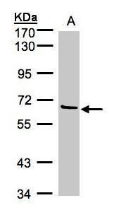 Factor XI Rabbit Polyclonal Antibody
