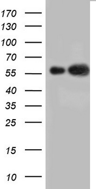 Factor XIIIa (F13A1) antibody