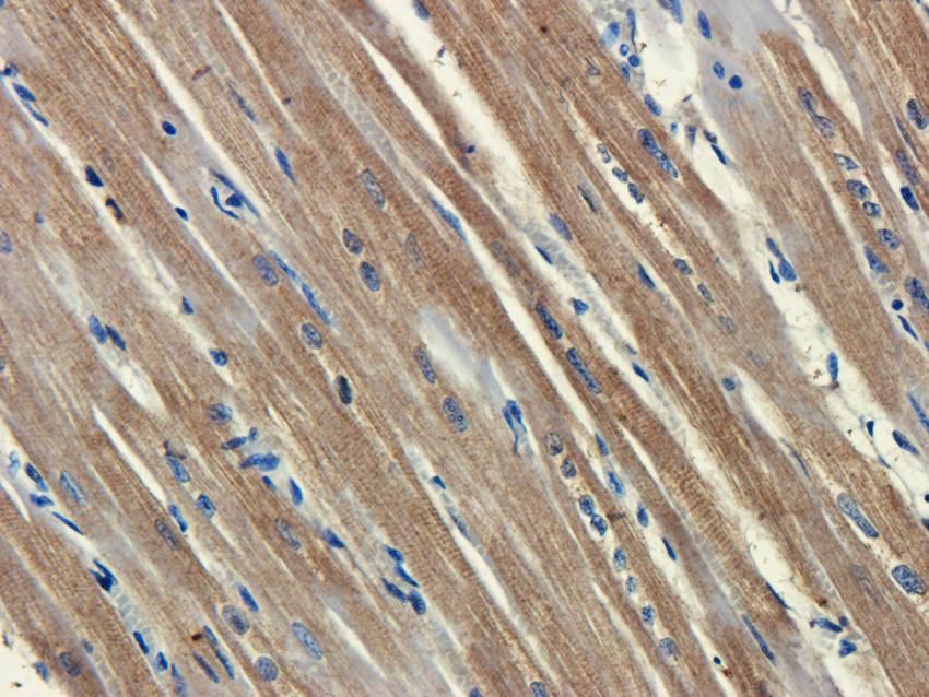 Factor VIII Rabbit Polyclonal Antibody