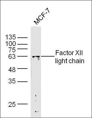 Factor XII light chain antibody