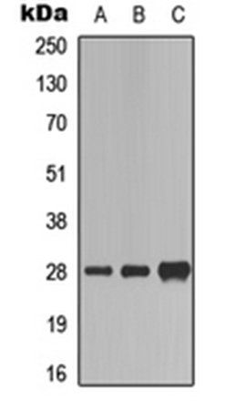 FADD (Phospho-S194) antibody