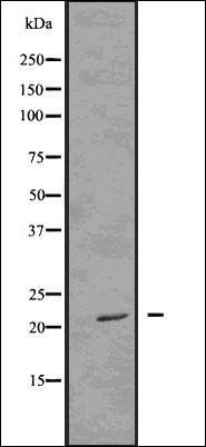 FADD (Phospho-Ser194) antibody