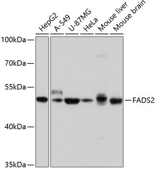 FADS2 antibody
