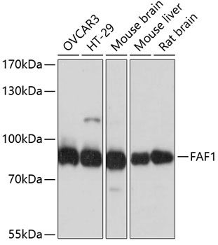 FAF1 antibody