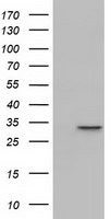 FAHD2A antibody