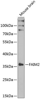 FAIM2 antibody