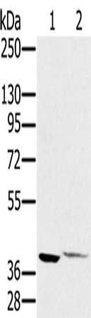 FAIM3 Antibody
