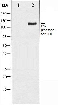 FAk (Phospho-Ser843) antibody