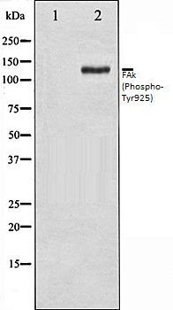 FAk (Phospho-Tyr925) antibody