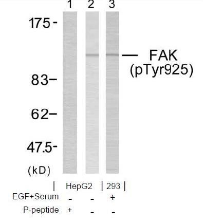 FAK (Phospho-Tyr925) Antibody