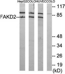 FAKD2 antibody