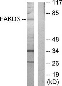 FAKD3 antibody