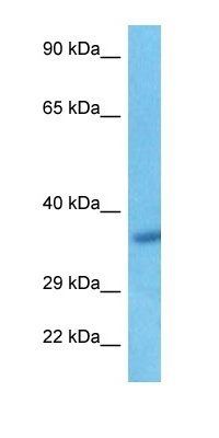 FAM102A antibody