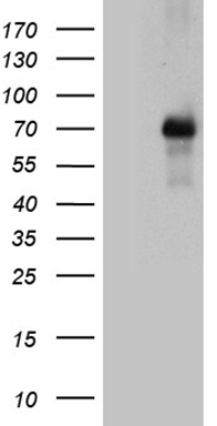 FAM104B antibody