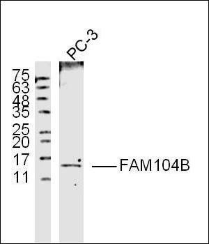 FAM104B antibody