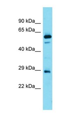 FAM110D antibody