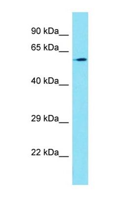 FAM114A1 antibody