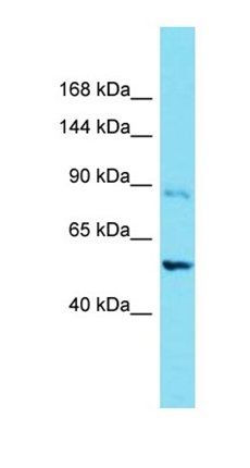 FAM115A antibody