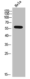 FAM117B Antibody