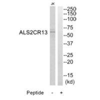 FAM117B Antibody