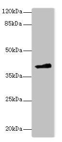 FAM118A antibody