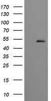 FAM119A (METTL21A) antibody