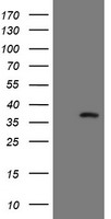 FAM119A (METTL21A) antibody