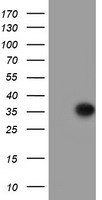 FAM119A (METTL21A) antibody