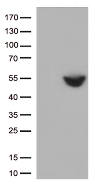 FAM119A (METTL21A) antibody