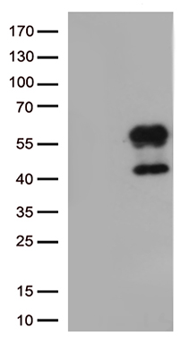 FAM119A (METTL21A) antibody