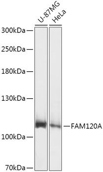 FAM120A antibody