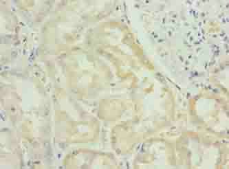 FAM122B Antibody