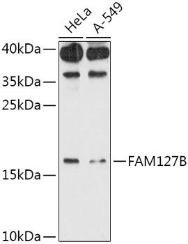 FAM127B antibody