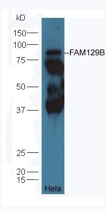 FAM129B antibody