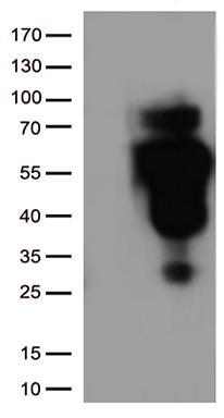 FAM131C Antibody