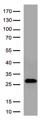 FAM131C antibody