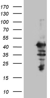 FAM131C antibody