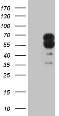 FAM131C Antibody