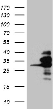 FAM131C Antibody
